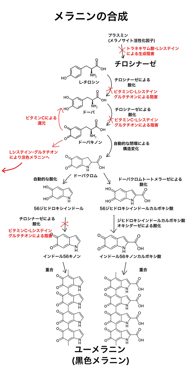 メラニンの合成