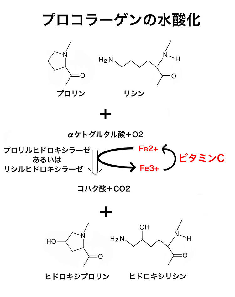 プロコラーゲンの水酸化