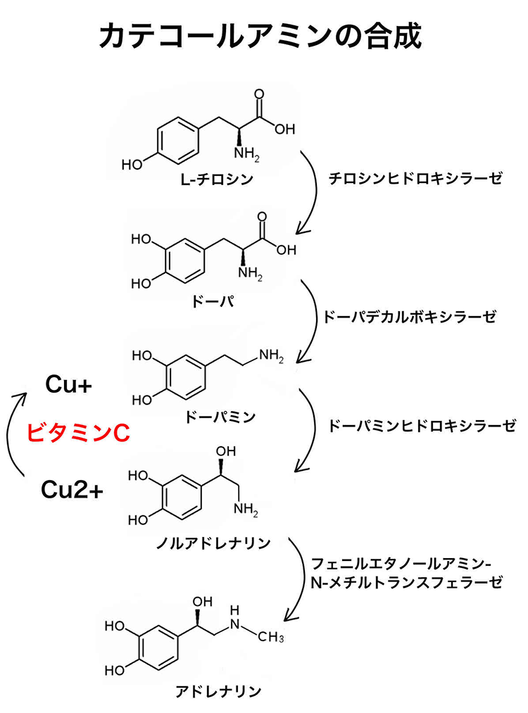 カテコールアミン合成