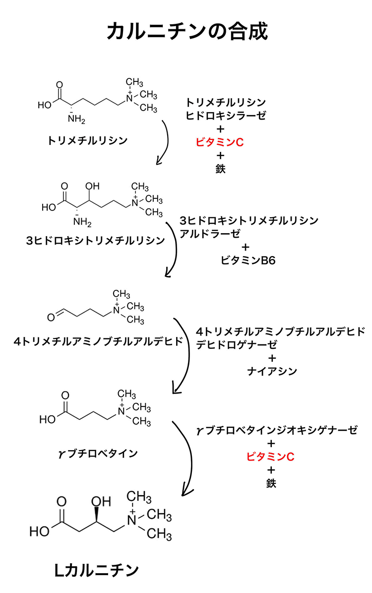 カルニチンの合成