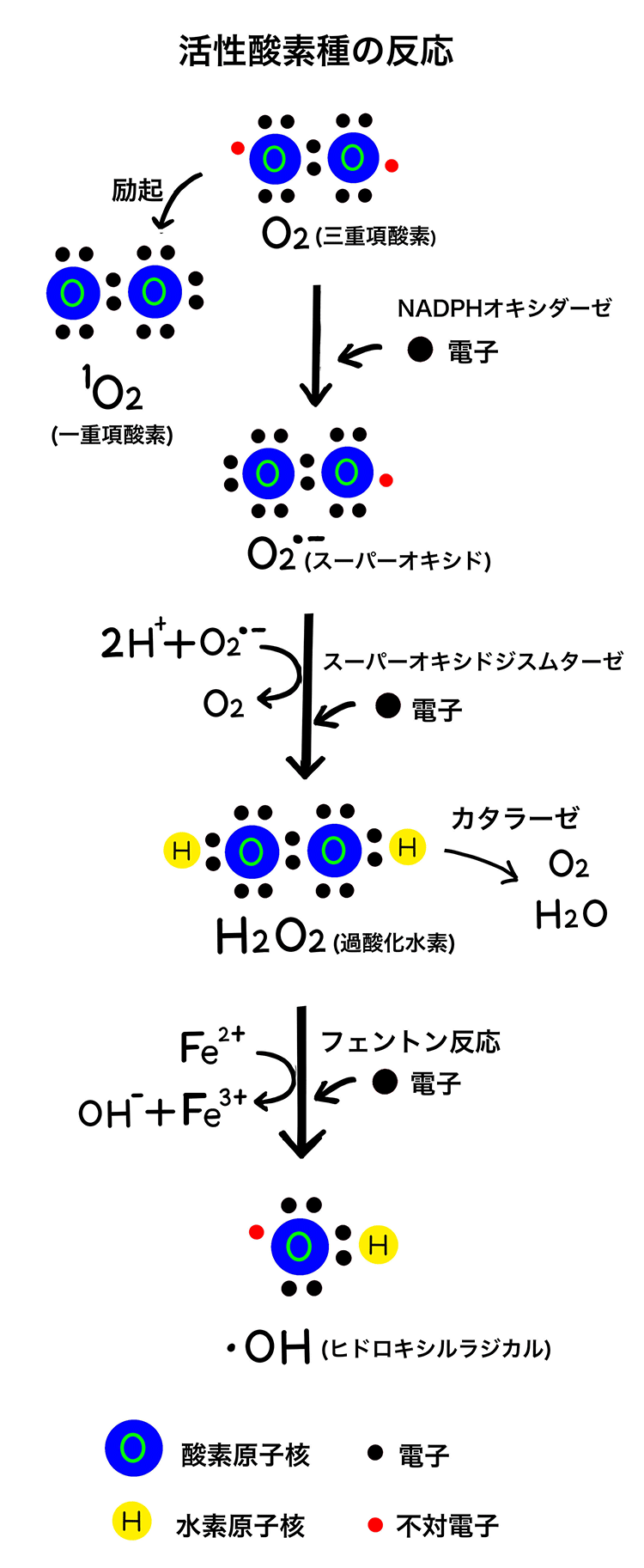 活性酸素種の反応