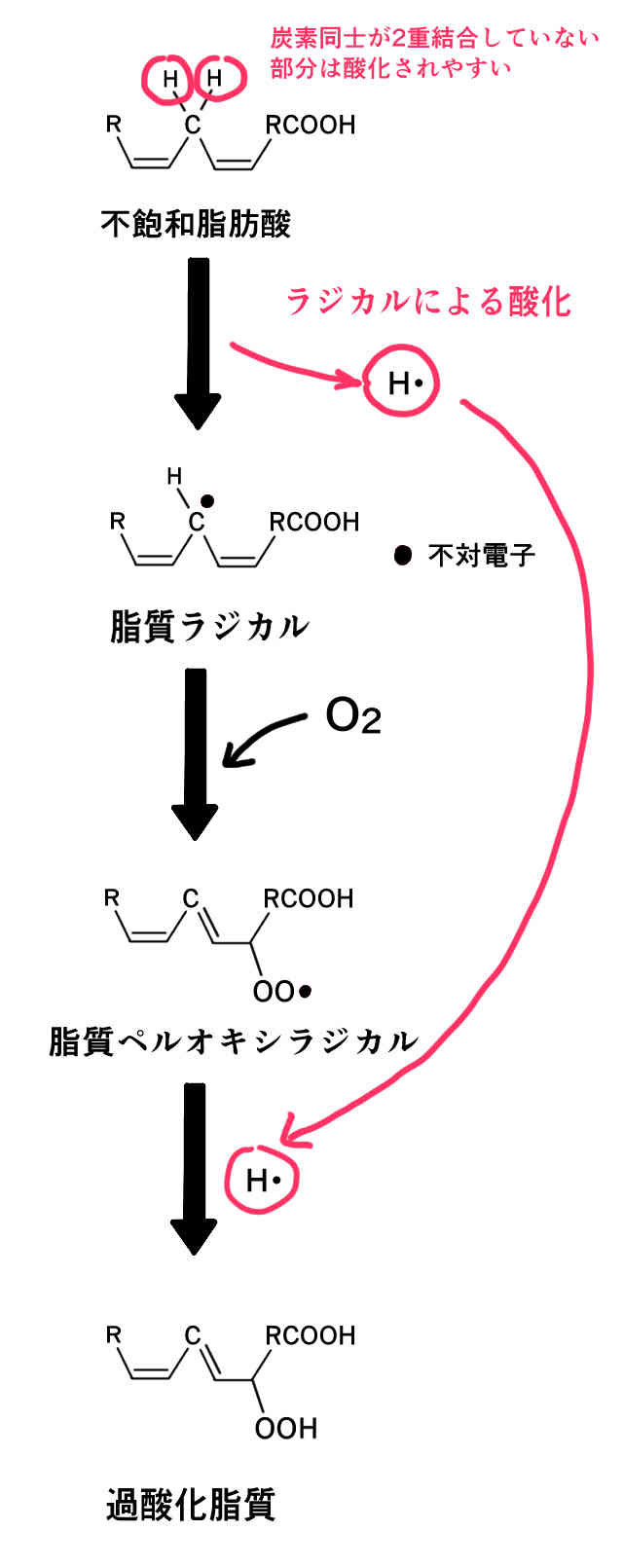 ビタミンEの役割