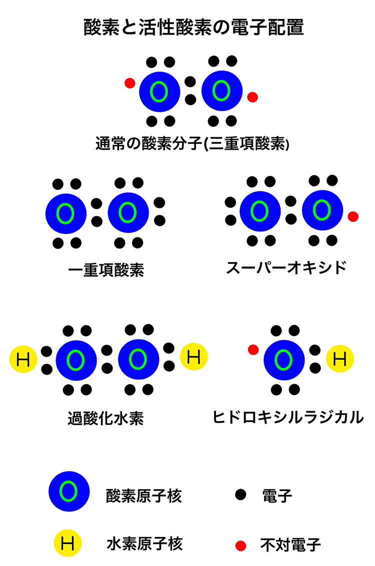 活性酸素の種類