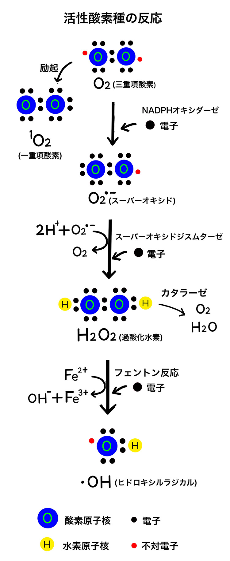 活性酸素の発生原因